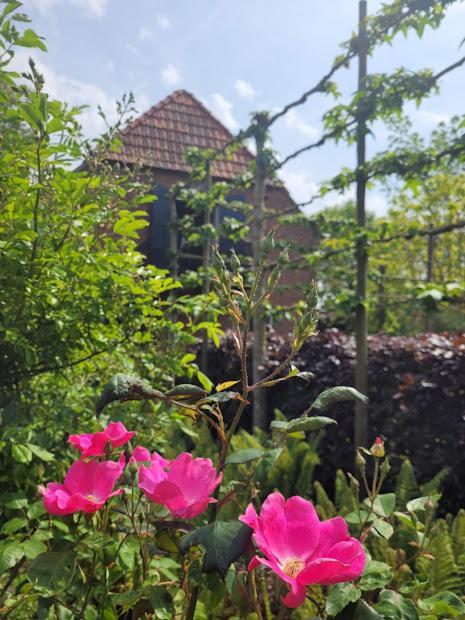 Studio Nok Bij Den Bosch Den Dungen ภายนอก รูปภาพ